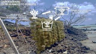 From Seaweeds to Powder How is Carrageenan made [upl. by Lettie]