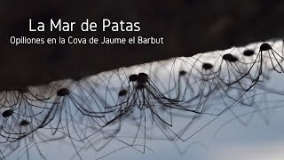 LA MAR DE PATAS Opiliones en la Cova de Jaume el Barbut [upl. by Queridas]