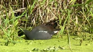 Gallinule d’Amerique Common gallinule gallinula galeata Naples Floride avril 2024 [upl. by Rodrick1]