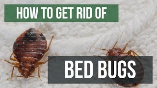 Destroys Fleas amp Bed Bugs  Stop Painful Bites [upl. by Attiuqehs]