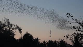 Battambang Cambodia  Bat Cave The Flight of the Bats [upl. by Dempstor]