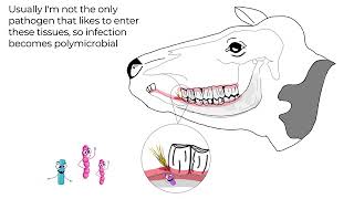 Actinomyces bovis Lumpy Jaw in cattle [upl. by Tedman]