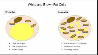 Transcriptional Control of Adipose Tissue Phenotype [upl. by Aciamaj]