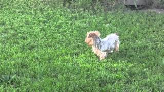 Cockapoo amp Silky Yorkie Dogs for Sale from dyerfarmscom [upl. by Acirahs726]