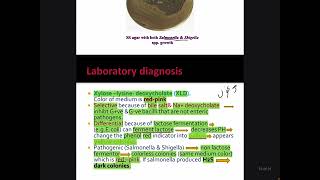 Microbiology particleEnterobacteriaceae SalmonellaShigella [upl. by Odrareg]