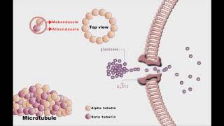 Anthelminthic drugs animation Mebendazole and Albendazole [upl. by Ecnarrot18]