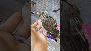 Close up of a fledgling friar bird helmeted friarbird leatherhead Subscribe to watch him grow up [upl. by Rouvin]