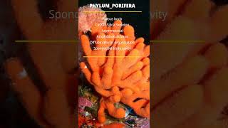 PHYLUM PORIFERA [upl. by Helve]