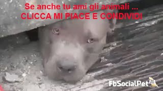 pitbull lasciati morire in autostrada sotto al tombino salvati FbSocialPet [upl. by Carl858]