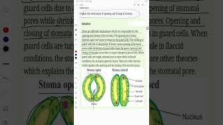 Explain the mechanism of opening and closing of stomata [upl. by Aitnuahs]