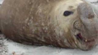 Elephant Seal belching [upl. by Goody]