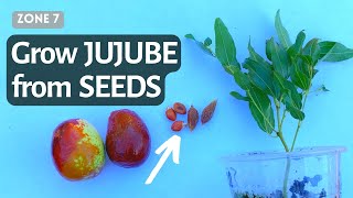 How to Grow Chinese jujube from seeds Fast Sprout germinate Jujube from Seeds Chinese Dates [upl. by Onil]