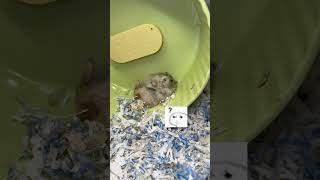 谁家小老鼠只爱听夹子音？仓鼠🐹 仓鼠宝宝的日常 养鼠日常分享 萌宠出道计划 它真的好像个小宝宝 [upl. by Jemmie]