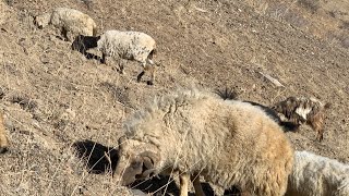 Real sheep sound  sheep baaing  sheep loud noise [upl. by Troxell211]