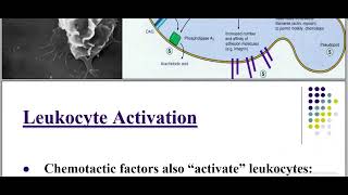 Pathology of Inflammation Acute Inflammation callular Events [upl. by Anitsua]