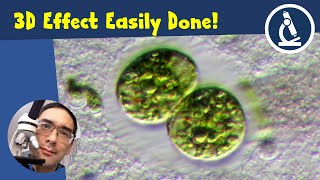 🔬 How to get a 3D effect with your microscope  Amateur Microscopy [upl. by Alaekim]