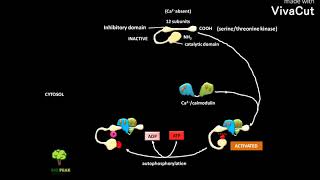 CaMkinase II activation [upl. by Elyrad]