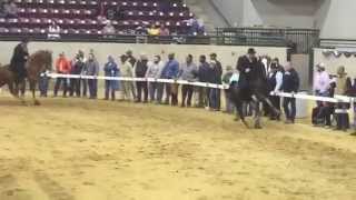 SLO MO 3 YEAR OLD TRAINER BOYZ RIDER CUP 500000 CLASSIC STAKE CLASS c wwwbillygoboycom [upl. by Gabi]