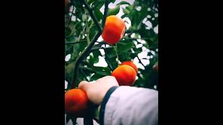 Orange Harvest fruit chilifarming farming [upl. by Alane]