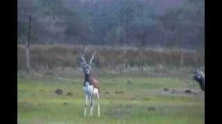 Black buck Hunt in Argentinawmv [upl. by Inkster580]