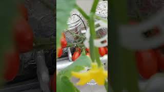 Aeroponic CucumbersGrow Juicy Cucumbers with Aeroponics A Thriving Indoor Garden diyhydroponics [upl. by Meibers363]