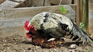 rooster and hen love  closeup of chicken mating  matingseason breeding chicken [upl. by Esorylime490]