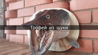 Трофей из щуки Чучело Трофейная щука Делаем трофей из головы [upl. by Coraline]