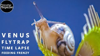 Venus Flytrap Digestion Time Lapse  Compilation [upl. by Assenna]