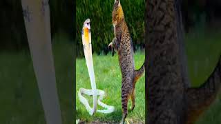 Cat vs snake vairalshort loinking avengers [upl. by Copeland854]