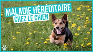 Les Maladies Génétiques Héréditaires des chiens [upl. by Rodama]