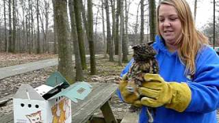 Longeared owl release [upl. by Chuah]