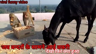 monkey wala comedy short videomonkey [upl. by Ambie]