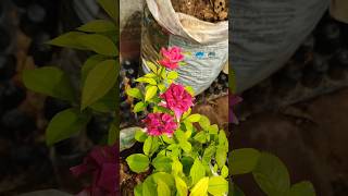 💥🌱ரோஜா செடி அதிக மொட்டுகள் வைக்க இதை கொடுங்கள்rose plant fertilizer tamilshortvideogarden [upl. by Aimahc294]