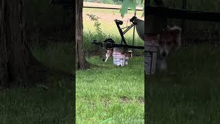 Copper playing with a squirrel puppy dog australianshepherd [upl. by Eraste91]