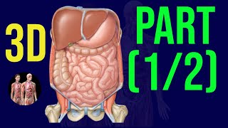 3D Abdomen Pelvis Organs  Quick Revision🔥  Part 1  Anatomy Decoded [upl. by Suzi99]