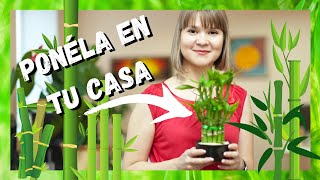 🌿 Bambú Asiático La Planta Del Dinero y Abundancia  Planta bambú de la SUERTE cuidados ✔️ [upl. by Niwrud]