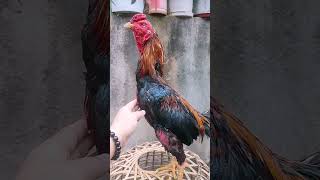 Rooster Collection roostercollection ayam roosterandhen chickenfarm [upl. by Anillek726]