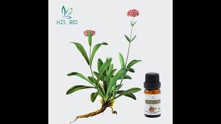 甘松油Spikenard Essential Oil [upl. by Cohbert]