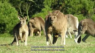 Exploring the Marvelous World of Kangaroos Habitat Behavior and Taxonomy [upl. by Eiryt868]