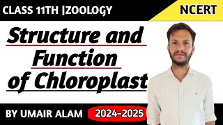 ChloroplastStructure and function [upl. by Imogen]