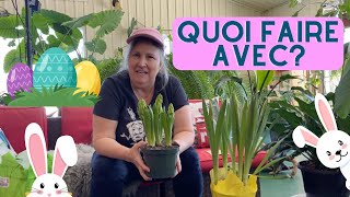 Plantes de maison  Que faire avec les plantes quon reçoit à Pâques [upl. by Irena419]