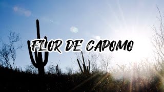 FLOR DE CAPOMO  RAMÓN AYALA  LETRA [upl. by Nalyac]