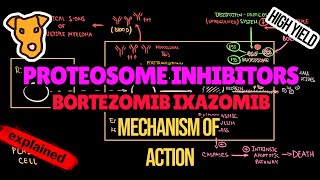 PROTEOSOME INHIBITORS Mechanism of Action Pharmacology Bortezomib Ixazomib Myeloma treatment [upl. by Cranford109]