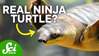 How Turtles Pee Out of Their Mouths amp Other Fun Facts [upl. by Lenahc69]