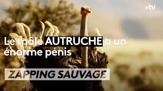 Le mâle autruche a un énorme pénis  ZAPPING SAUVAGE [upl. by Ardnauqal]