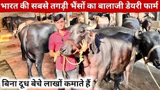 पिता के बाद बेटे ने किया कारनामा 18 लाख साल का दूध 60 लाख की मुर्रा  Hitech Murrah Dairy Farm [upl. by Rebmac]