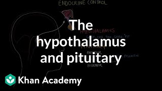 The hypothalamus and pituitary gland  Endocrine system physiology  NCLEXRN  Khan Academy [upl. by Aseeram]