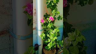 Home gardening  hindi songs  gardening plants youtube song hindisong hindi shorts ytshorts [upl. by Tanitansy]