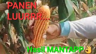 PANEN LUURR‼️ Jagung hasil Menggunakan Ramuan Pupuk GENDERUWO dan Pembesar BEN TOP BIRU Josssss [upl. by Eednas368]