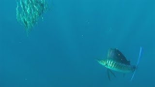 Rare Footage Of Sailfish Searching For Food [upl. by Lucio]